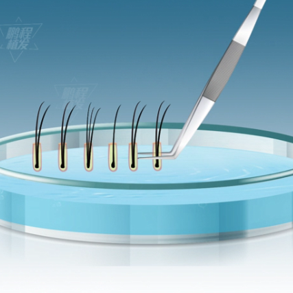 毛囊置入特質培養皿中保存