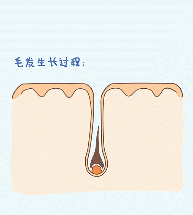 毛囊情況