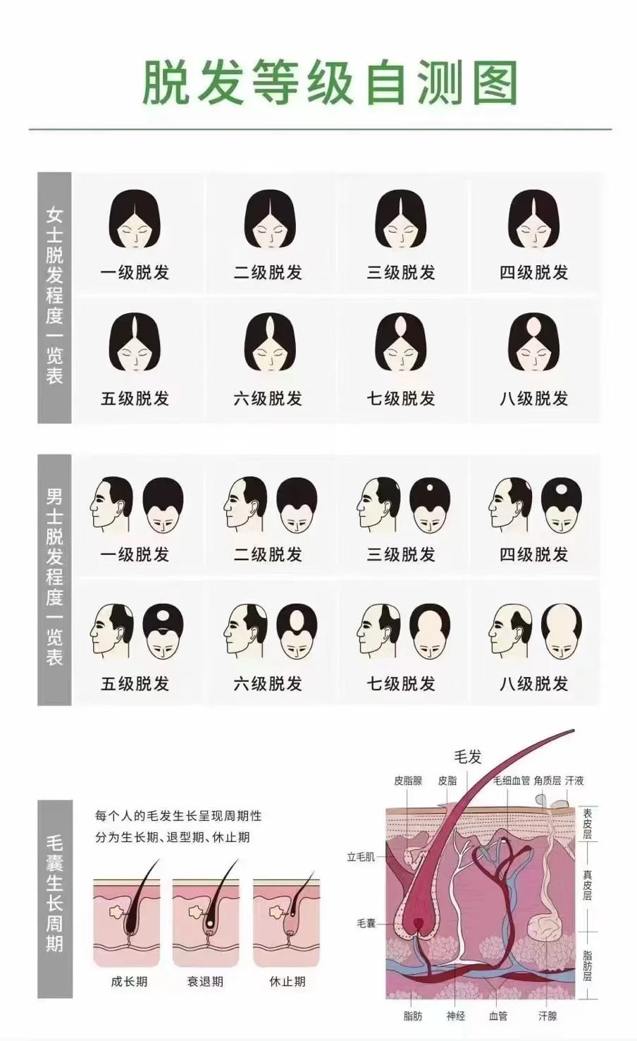 脫髮等級自測指南